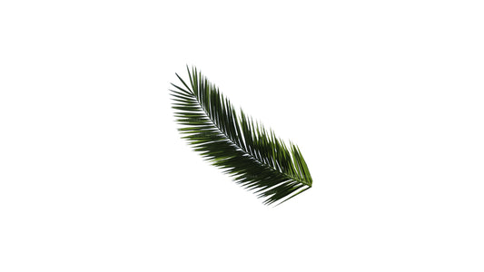Lakpura Areca-Palmenblätter