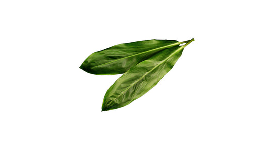 Lakpura Cordyline Fruticosa 'Green' (20 Blätter) Mittelgroß