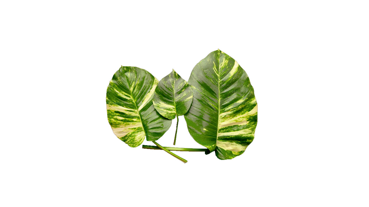 Lakpura Epipremnum Aureum Pothos (20 Blätter) Medium