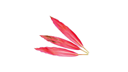 Lakpura Cordyline fruticosa 'Firebrand' (20 Blätter) Mittelgroß