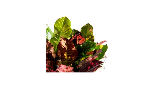 Lakpura Prächtiger Croton (50 Blätter)