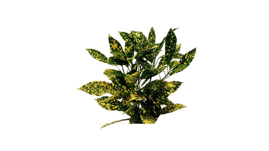 Lakpura Gold Dust Croton (50 Blätter)
