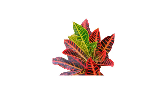 Lakpura Red Iceton Croton (50 Blätter)