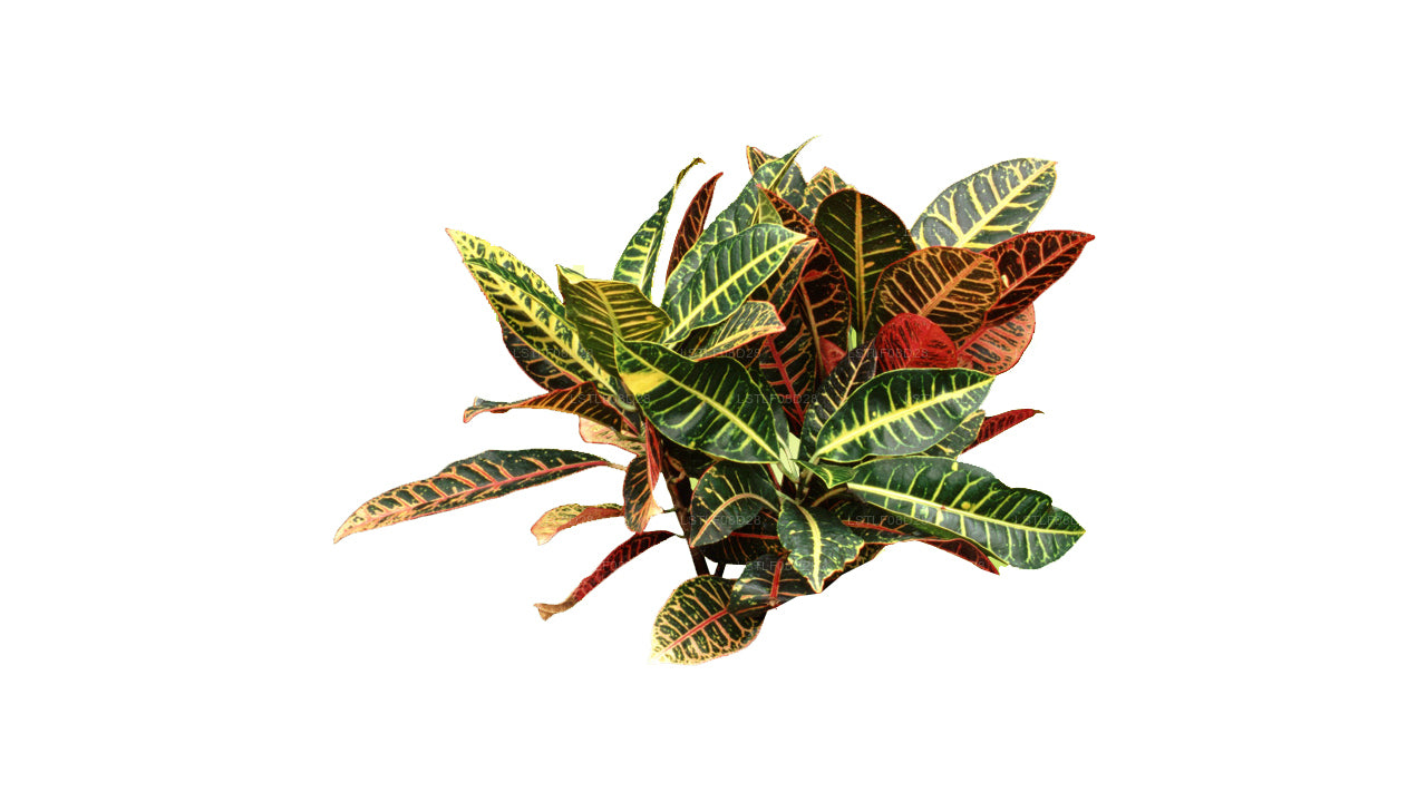 Lakpura Buntes Croton-Blatt (50 Blätter), mittelgroß
