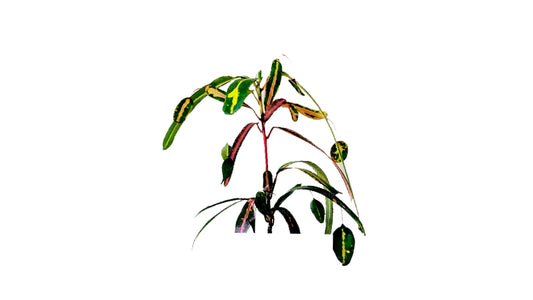 Lakpura Victoria Goldglocke Croton, 50 Blätter