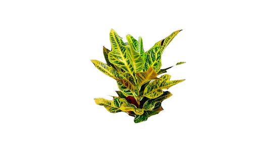 Lakpura Oakleaf Croton (50 Blätter)