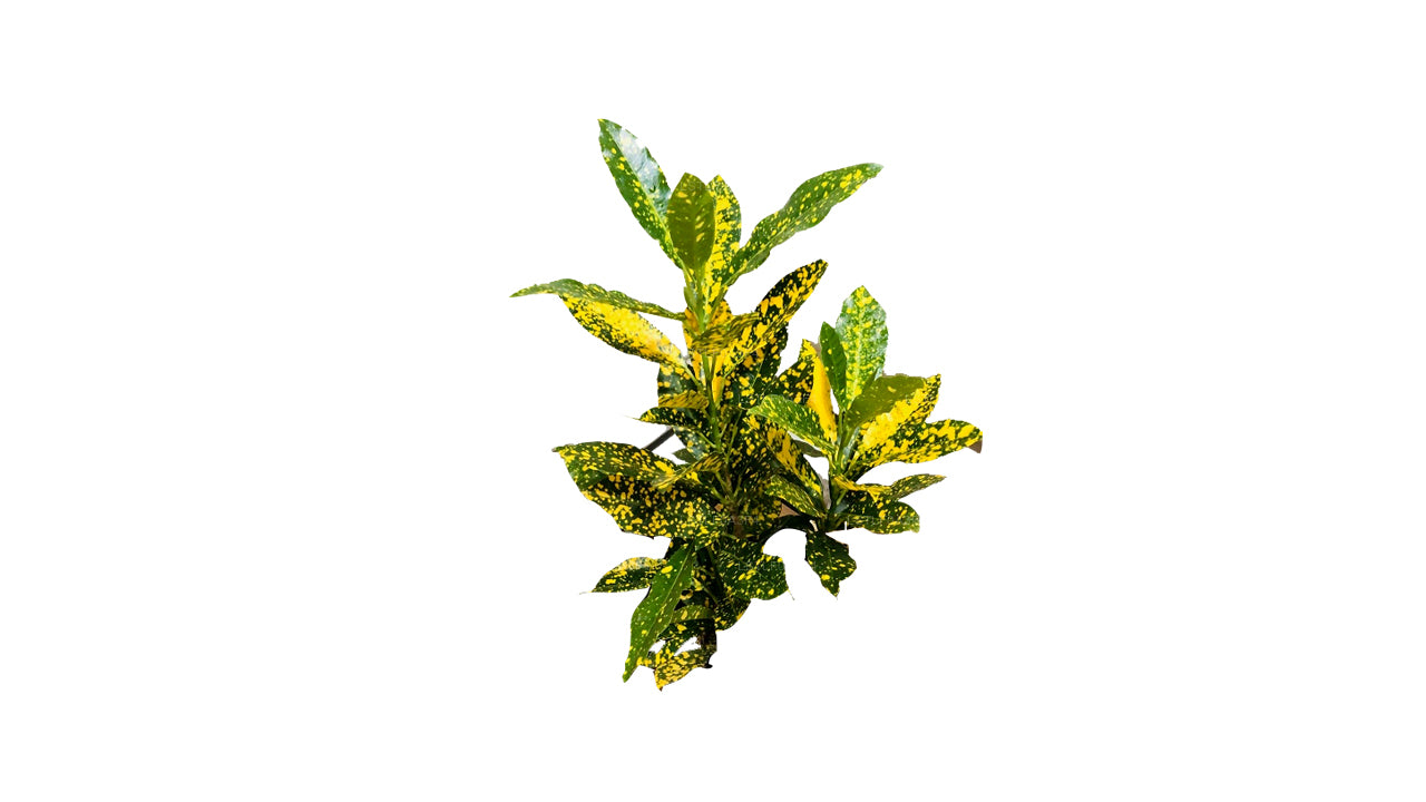 Lakpura Gold Star Croton (50 Blätter)