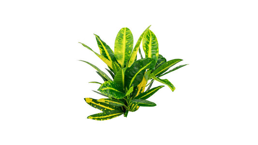 Lakpura Sunny Star Croton (50 Blätter)