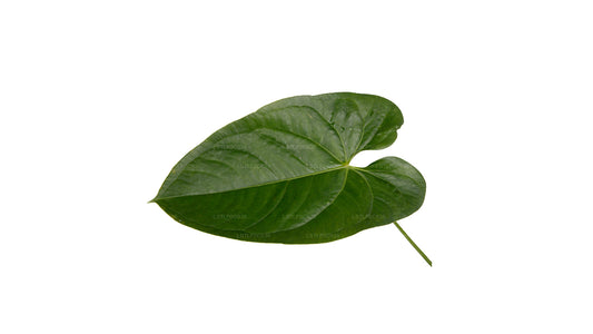 Lakpura Anthurium Andraeanum (20 Blätter) Mittelgroß