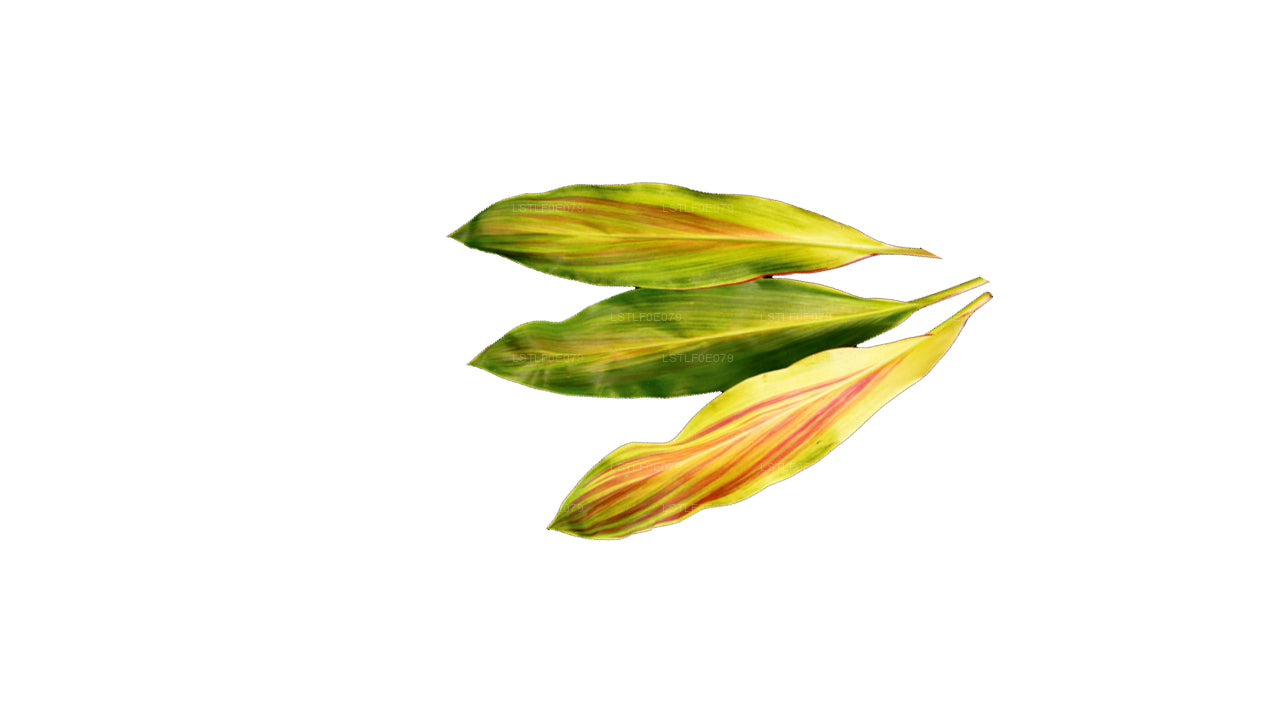 Lakpura Cordyline Fruticosa 'Tricolor' (20 Blätter) Mittelgroß