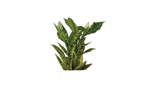 Lakpura Superstar Croton (50 Blätter)