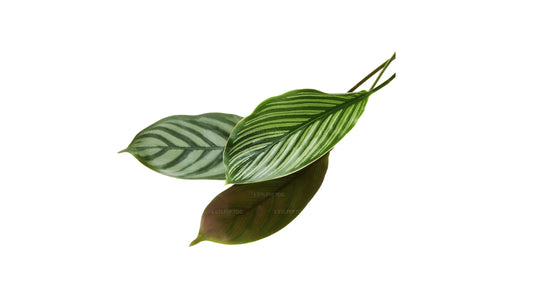 Lakpura Calathea-Blatt (20 Blätter) mittelgroß