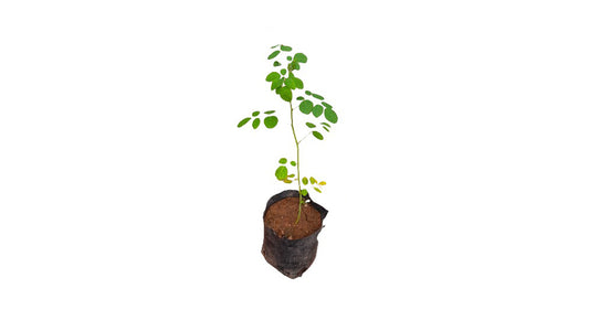 Moringa (මුරුංගා) Heilpflanzen