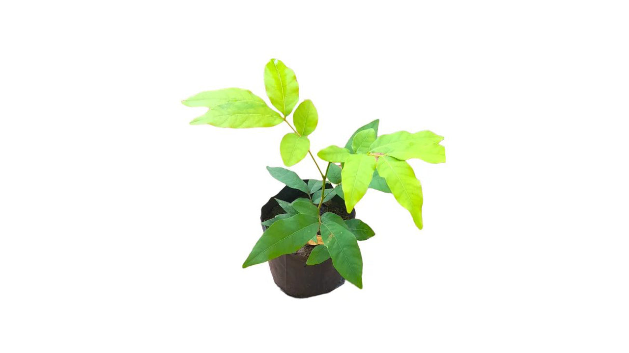 Seifenbaum (ගස් පෙනෙල / සබන් ගස බීජ) Heilpflanzen