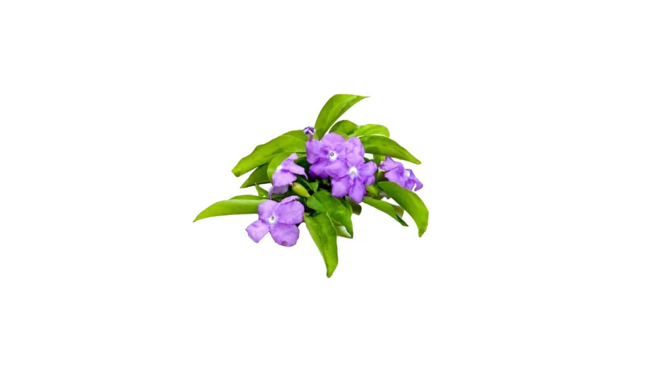 YTT (වඉ.ටී. ටී. අතු) Blume und exotische Pflanze